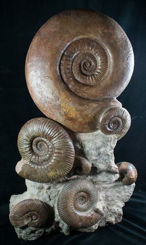 Huge Hammatoceras Ammonite Sculpture #7639